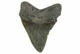 Fossil Megalodon Tooth - South Carolina #321324-1